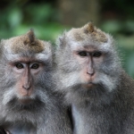 Ubud: Monkey forest