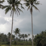 Java: Rijstvelden