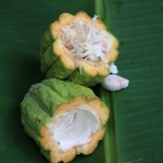 Java: Cacao (Theobroma Cacao)