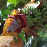 Java: Wilde banaan (Musa Balbisiana)
