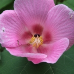 Corcovado: Hibiscus Mutabilis