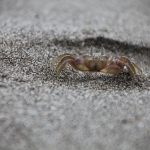 Corcovado: Krab (Ocypode spp.)