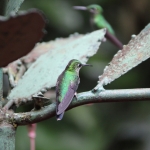 Monteverde: Groenkruinbriljantkolibrie (Heliodoxa jacula)
