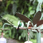 Monteverde: Groenkruinbriljantkolibrie (Heliodoxa jacula)