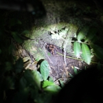 Monteverde: Rode tarantula (Brachypelma angustum)