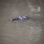 Caño Negro: Brilkaaiman (Caiman crocodilus)