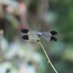 N.P. Tortuguero: Libelle