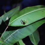N.P. Cahuita: Roodoogmakikikker (Agalychnis callidryas)