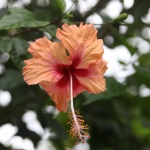 N.P. Cahuita: Hibiscus