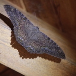 N.P. Cahuita: Vlinder (Caligo atreus)