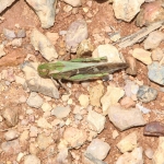Hsipaw – Pankam: Sprinkhaan (Locusta migratoria migratorioides)