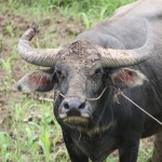 Hsipaw: Waterbuffel (Bubalus arnee bubalis)