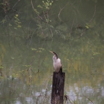 Pantanal: Slangenhalsvogel (Anhinga Anhinga)
