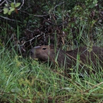 Pantanal: Capibara (Hydrochoerus hydrochaeris)