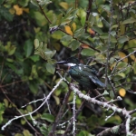 Pantanal: Amazoneijsvogel (Chloroceryle amazona)