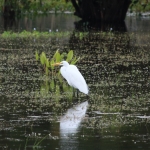 Pantanal: Grote zilverreiger (Ardea alba)
