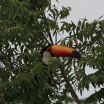 Pantanal: Reuzentoekan (Ramphastos toco)