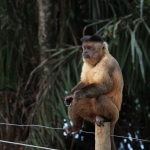 Pantanal: Bruine Kapucijnaap (Cebus apella)