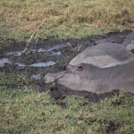 Chobe N.P. : Nijlpaard (Hippopotamus Amphibius)