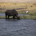 Chobe N.P. : Afrikaanse buffel (Syncerus Caffer)