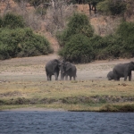 Chobe N.P. : Savanneolifant (Loxodonta Africana)