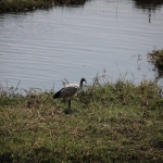 Chobe N.P. : Heilige ibis (Threskiornis Aethiopicus)