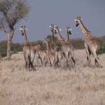 Savuti: Noordelijke giraffe (Giraffa Camelopardalis)