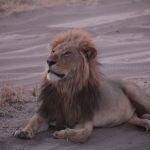 Savuti: Leeuw (Panthera Leo)