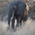 Savuti: Savanneolifant (Loxodonta Africana)