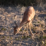 Savuti: Steenbokantilope (Raphicerus Campestris)
