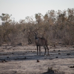 Savuti: Roanantilope (Hippotragus Equinus)