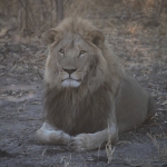 Savuti: Leeuw (Panthera Leo)