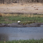 Khwai: Heilige ibis (Threskiornis Aethiopicus)