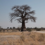 Moremi: Baobab