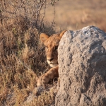 Moremi: Leeuw (Panthera Leo)