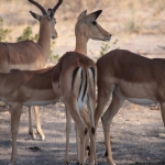 Moremi: Impala (Aepyceros Melampus)