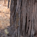 Moremi: Geelvoeteekhoorn (Paraxerus Cepapi)