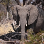 Moremi: Savanneolifant (Loxodonta Africana)