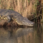 Inner Delta: Nijlkrokodil (Crocodylus Niloticus)