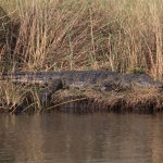 Inner Delta: Nijlkrokodil (Crocodylus Niloticus)