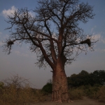 Inner Delta: Baobab