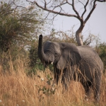 Inner Delta: Savanneolifant (Loxodonta Africana)