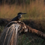 Inner Delta: Afrikaanse reuzenijsvogel (Megaceryle Maxima)