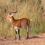 Murchison Falls National Park: Kob (Kobus Kob)