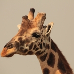 Murchison Falls National Park: Rothschildgiraffe (Giraffa Camelopardalis Rothschildi)