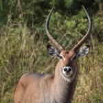 Murchison Falls National Park: Defassa Waterbok (Kobus Ellipsiprymnus Defassa)