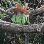Murchison Falls National Park: Hertshoorn (Platycerium Stemaria)
