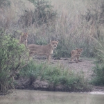 Murchison Falls National Park: Leeuw (Panthera Leo Leo)