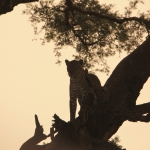 Murchison Falls National Park: Luipaard (Panthera Pardus)