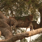 Murchison Falls National Park: Luipaard (Panthera Pardus)